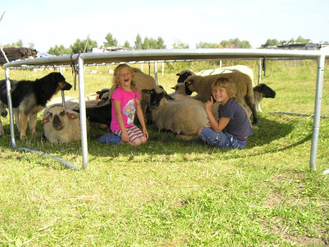 About Us Sheep At Lambertsaki 480x480